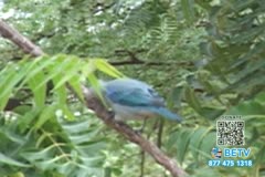 TV Content Image